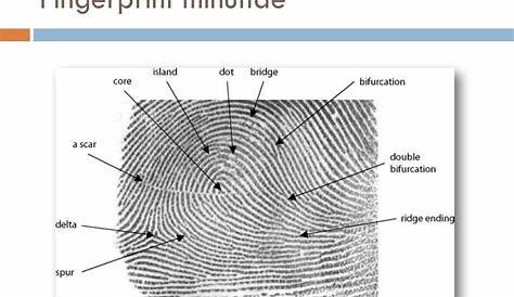 41 fingerprint basics worksheet answers - Worksheet Master
