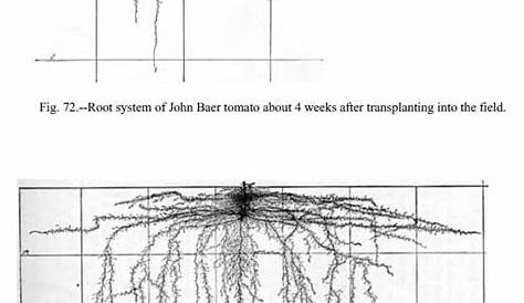 root depth of plants