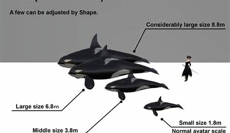 golden orca size chart
