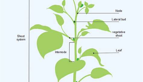 plant label diagram