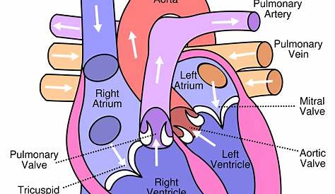 heart anatomy labeling worksheet