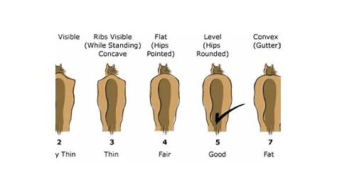 Horse Body Condition Chart | Hubbard Feeds