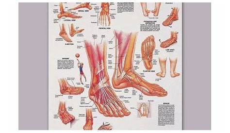 foot and ankle anatomical chart