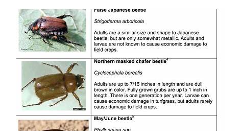 ground beetle beetle identification chart
