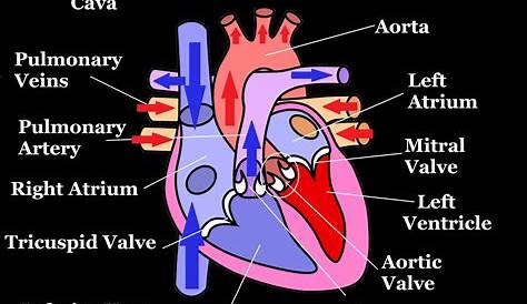 Blood Flow Through Heart Diagrams | 101 Diagrams