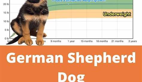 weight chart for german shepherd