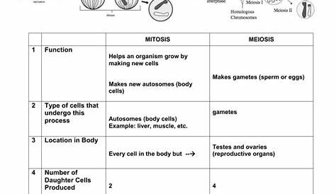 meiosis and mitosis worksheet answers