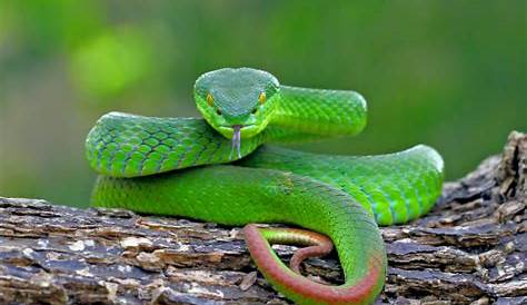 Pit Viper- venomous and infrared-detective Snake - Environmental Earth