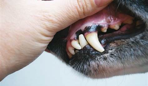 Assessing Dog's Gums - Dog Gum Color is Important