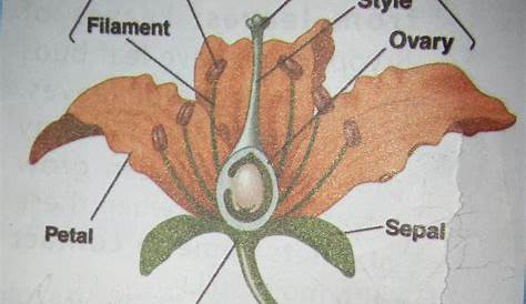 Diagram The Parts Of A Flower And Label Their Functions | Best Flower Site