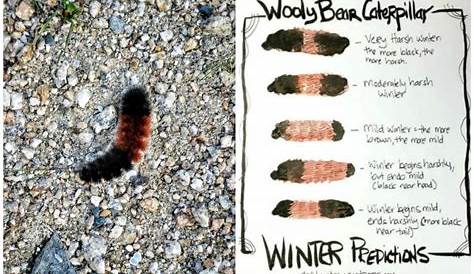 woolly worm weather prediction chart
