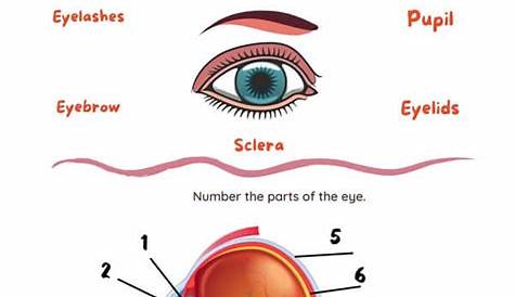 parts of the eye worksheets