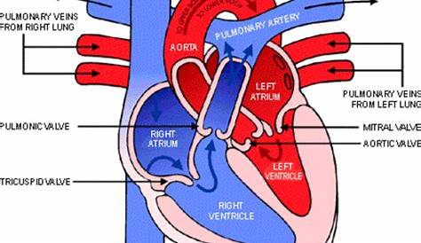 Circulatory System Diagram | New Health Advisor