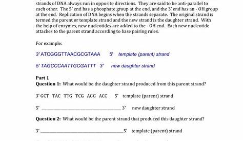 dna replication exam questions and answers