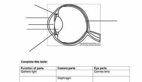 worksheet parts of the eye