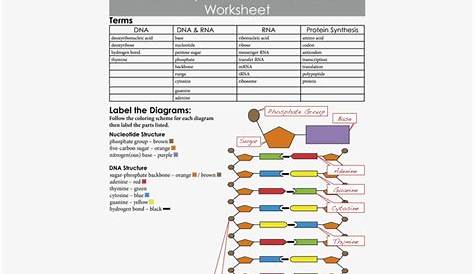 protein synthesis worksheets part c