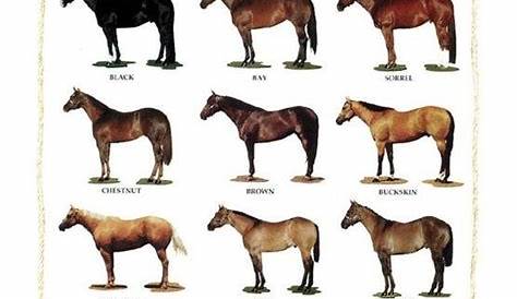 Quarter_Horse_Color_Chart | Horse color chart, American quarter horse