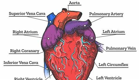 Heart anatomy colored sketch By vectortatu | TheHungryJPEG