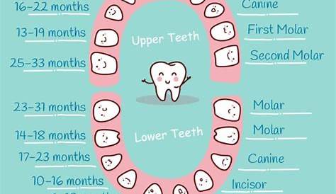 Baby Teeth Chart: What Order Do They Come In? Most babies begin