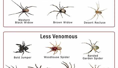wisconsin spider identification chart