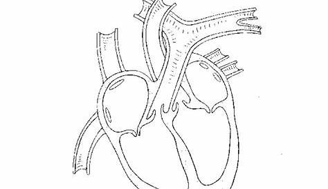 42+ Simple Heart Diagram Not Labeled Pictures | 1000diagrams