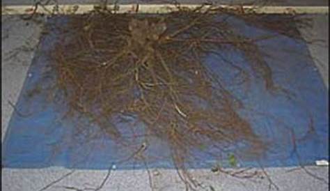 root depth of native plants