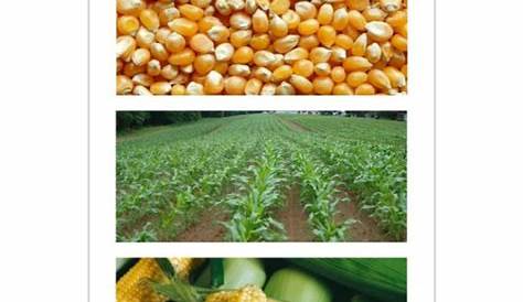 manual corn planter