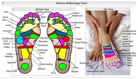 hand and feet reflexology chart