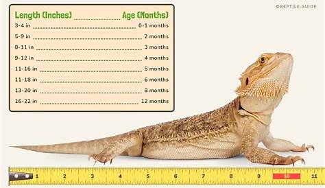 Bearded Dragon Poop 101: Everything You Need to Know!