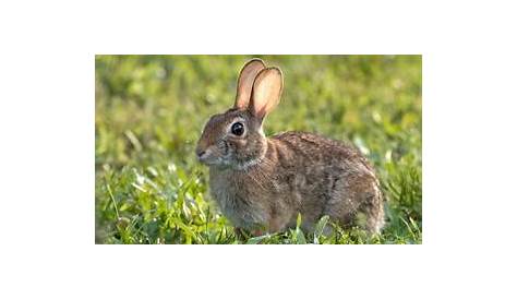 New England Cottontail Removed from Endangered List