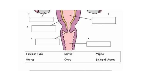 the reproductive system worksheet answer key
