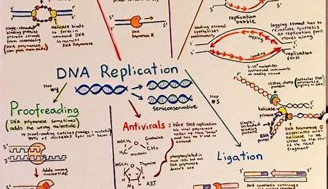 Introductory Biochemistry Flowcharts | Biology lessons, Biology notes