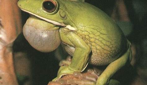 wpabio1: Why Frogs Croak