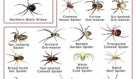 Spiders-in-Massachusetts-Identification-Chart | Kim Smith Films