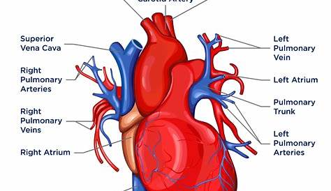 12+ Human Heart Location Diagram | Robhosking Diagram