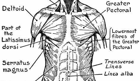 Human Body Systems Coloring Pages - Coloring Home
