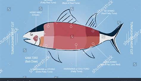 fresh tuna tuna color chart