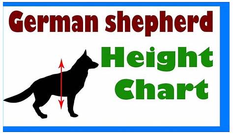 weight chart for german shepherd