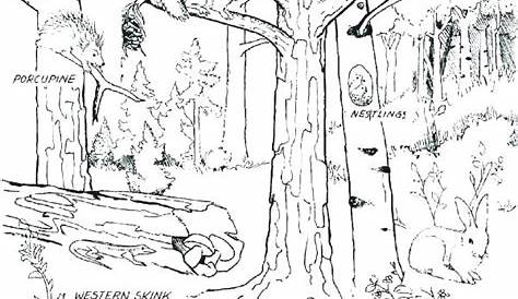 Rainforest Trees Coloring Pages at GetColorings.com | Free printable