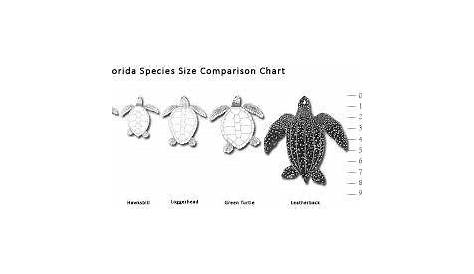 1 Size comparison of sea turtle species occurring in Florida. *Note