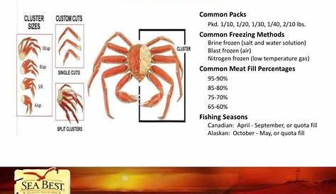 PPT - Seafood 101 Guide PowerPoint Presentation - ID:1641503