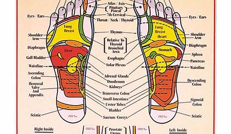 foot to organ chart