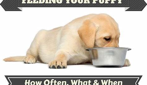 How Much to Feed a Lab Puppy? [Full Labrador Food Chart + Feeding Guide]