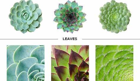 50 Best How to Identify Types of Succulents images | types of
