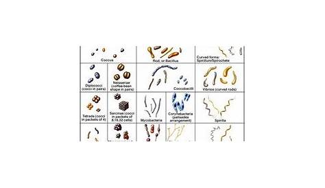 Ear cytology Flashcards | Quizlet