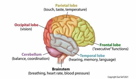 the main lobes of the brain