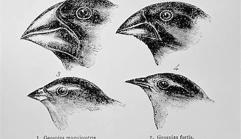 Charles Darwin's Finches and the Theory of Evolution