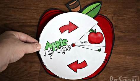 printable apple life cycle printable