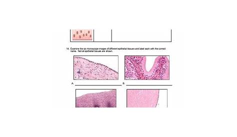 epithelial tissue worksheet anatomy