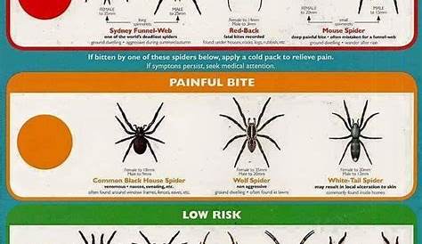 Pin by Lyndsey Kabat on landscaping ideas | Types of spiders, Spider